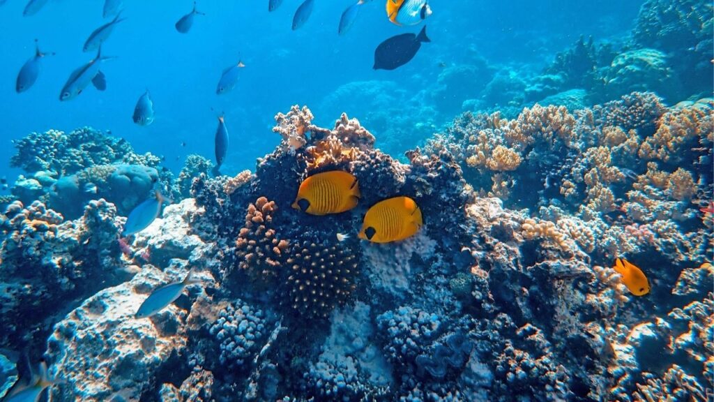 Le snorkeling à Coral Cove. Une activité gratuite à Koh Samui hors saison.