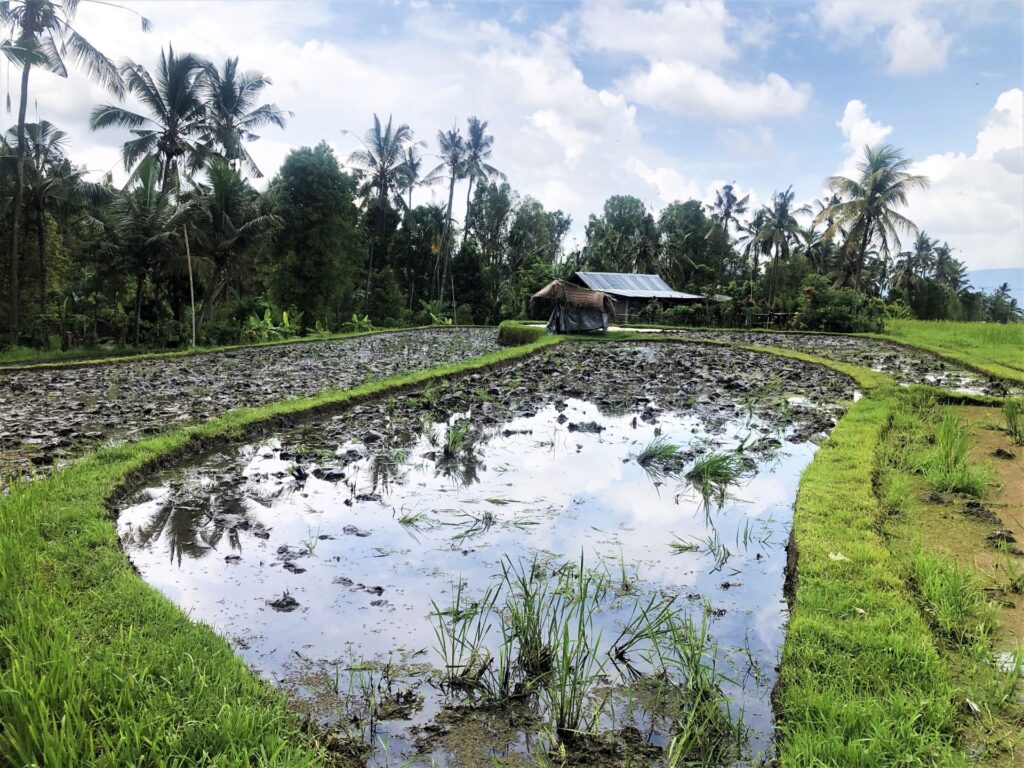 On a fait le tour de Bali à scooter.