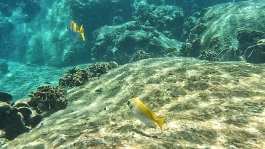 Snorkeling à Koh Tao et Koh Nangyuan