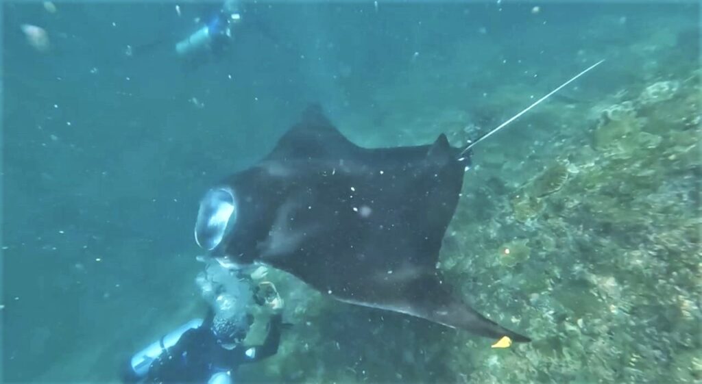 Nager avec les raies Manta à Bali.