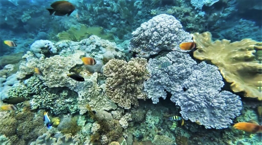 Nager avec les raies Manta à Bali.